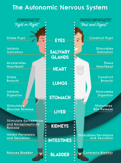 autonomic nervous system autonomic nervous system