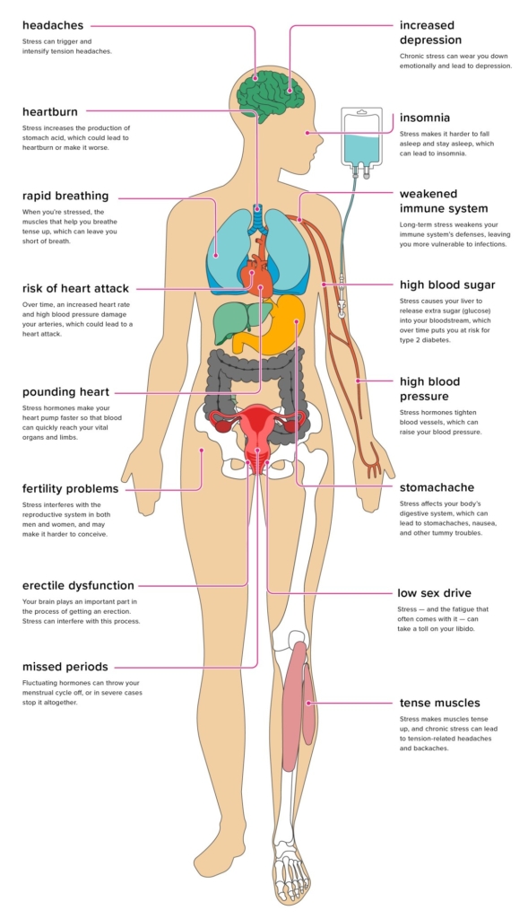 The effects of stress on our body The effects of stress on our body