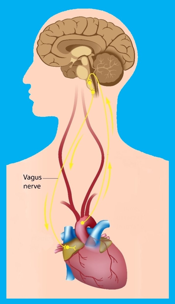 What Does HRV and the Vagus Nerve Have to Do With Anxiety What Does HRV and the Vagus Nerve Have to Do With Anxiety