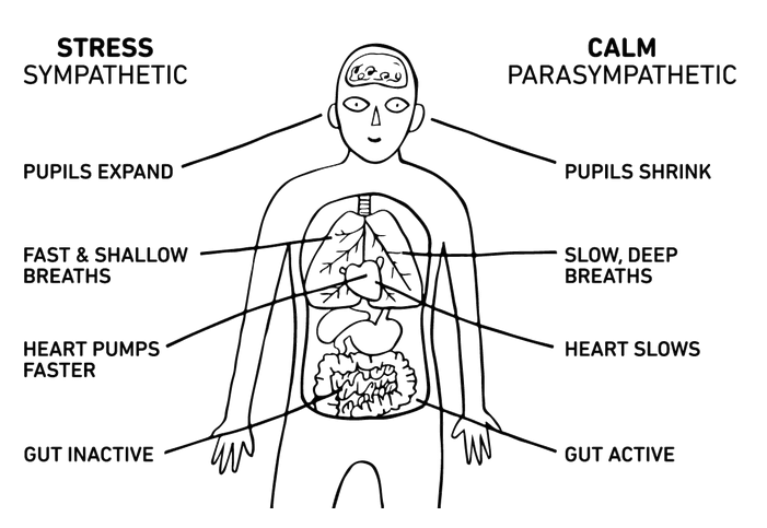 What Does HRV and the Vagus Nerve Have to Do With Anxiety What Does HRV and the Vagus Nerve Have to Do With Anxiety